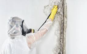 Best Attic Mold Removal  in Kodi Station, AK